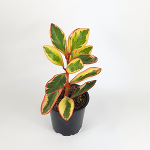 Peperomia tricolour