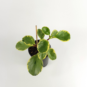 Variegated Baby Rubber Plant (Peperomia obtusifolia variegata)