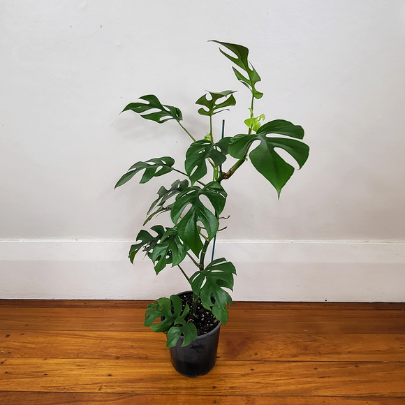 Philodendron minima