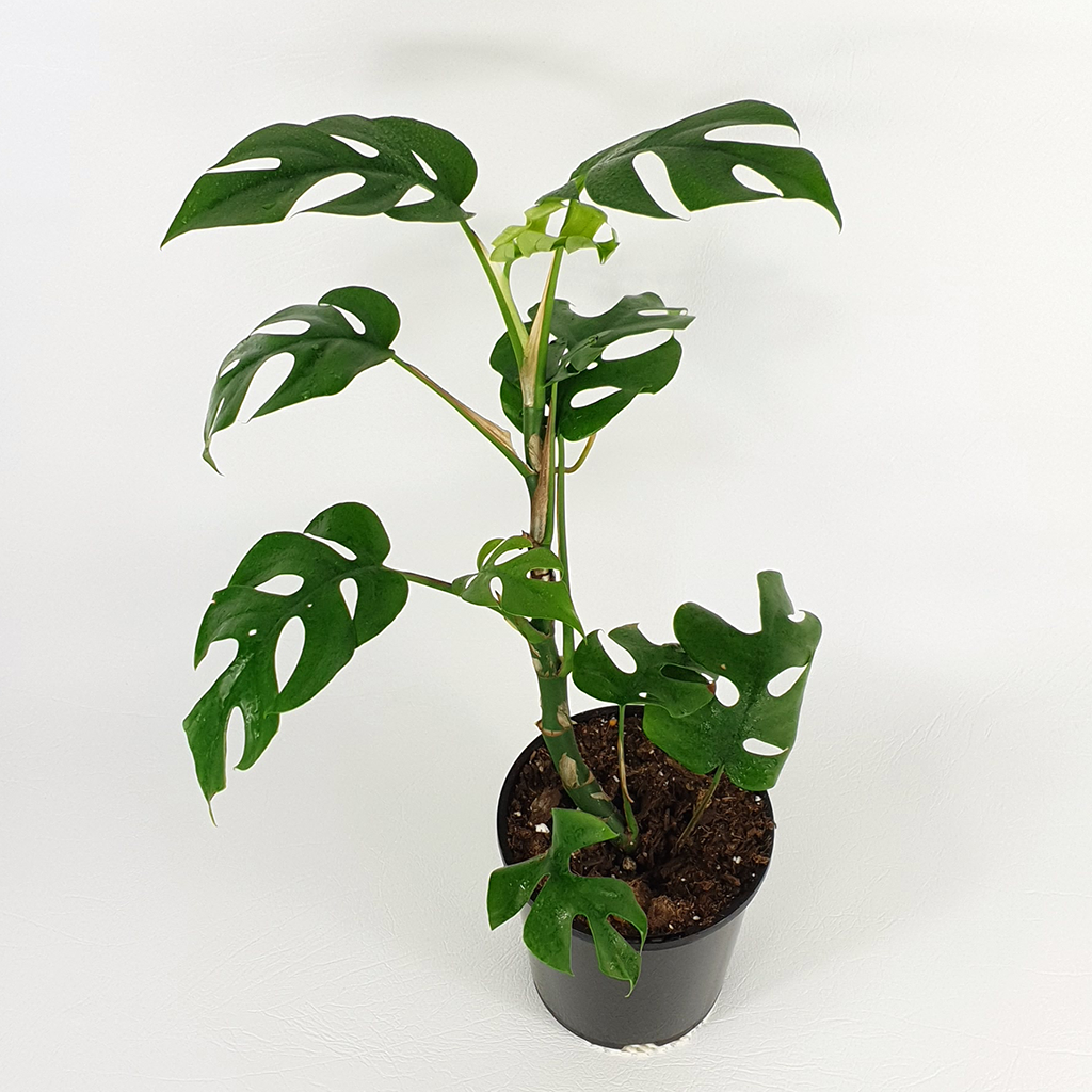 Philodendron minima – Plantis