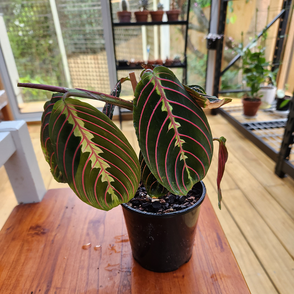 Maranta leuconeura (Prayer plant)
