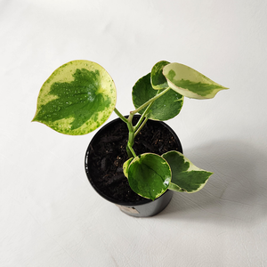 Peperomia polybotrya variegata