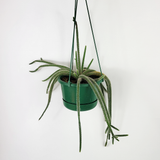 Rat tail cactus
