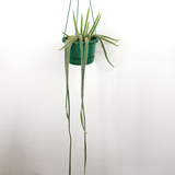 Rat tail cactus