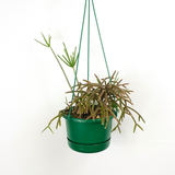Rhipsalis pilocarpa (Hairy-fruited wicker ware cactus)