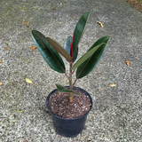 Rubber Plant (Fiscus elastic)