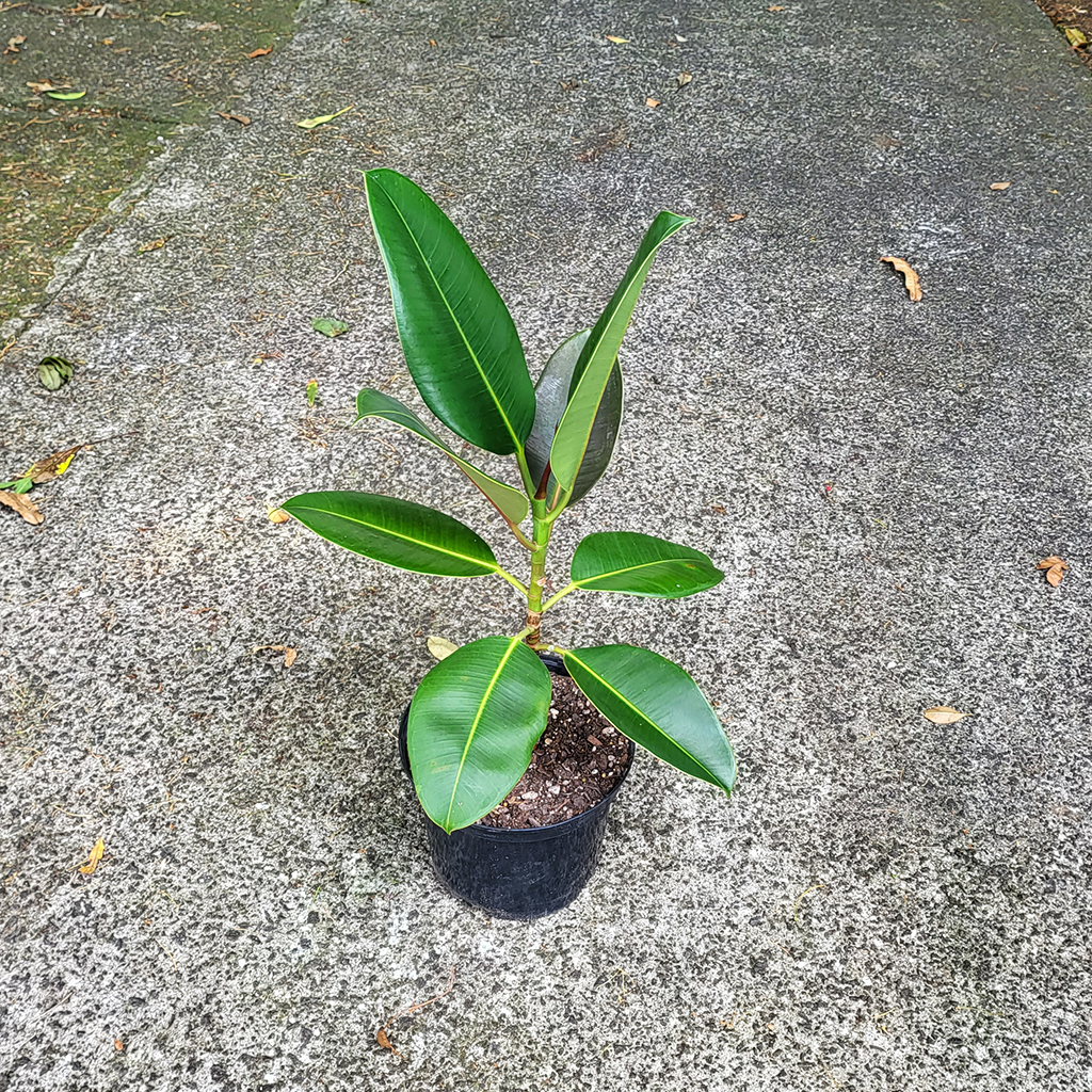 rubber tree nz Rubber Plant (Fiscus elastic) – Plantis