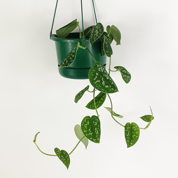 satin pothos nz Silver Satin Pothos – Plantis
