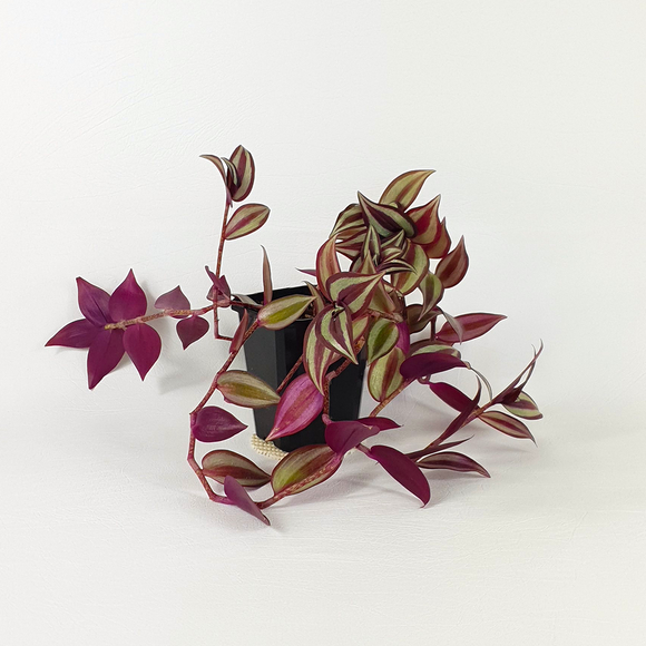 Silver Inch plant (Tradescantia zebrina)