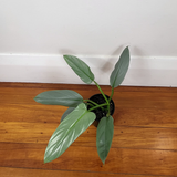 Silver Sword (Philodendron hastatum)