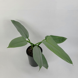 Silver Sword (Philodendron hastatum)