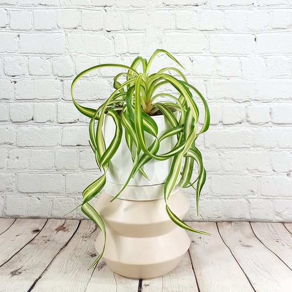 Spider Plant (Chlorophytum comosum)