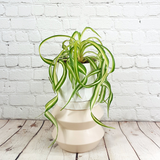 Spider Plant (Chlorophytum comosum)