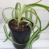 Spider Plant (Chlorophytum comosum)