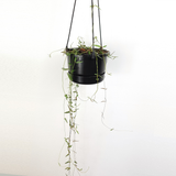 String of Bird Wings (Ceropegia linearis)