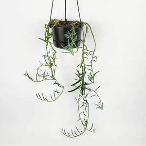 String of Bananas (Senecio radicans)