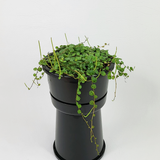 String of Turtles (Peperomia Prostrata)