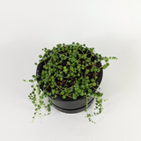 String of Pearls (Senecio rowleyanus)