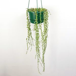 Variegated String of Pearls (Senecio rowleyanus variegata)