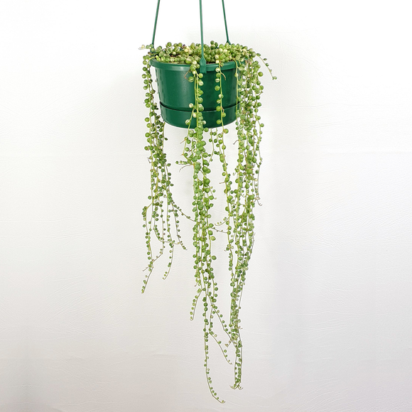 Variegated String of Pearls (Senecio rowleyanus variegata)