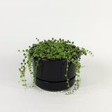 String of Pearls (Senecio rowleyanus)