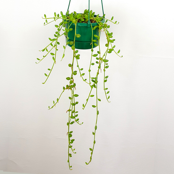 String of Watermelon (Senecio herreanus)