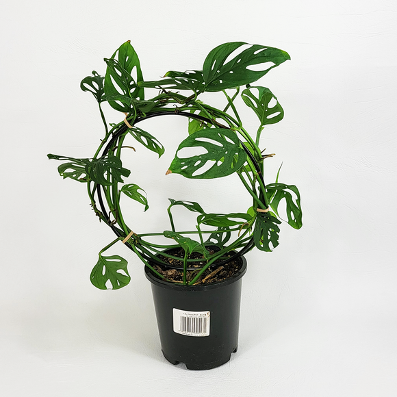 Monstera monkey mask (Monstera adansonii)