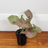 Arrowhead plant (Syngonium podophyllum)