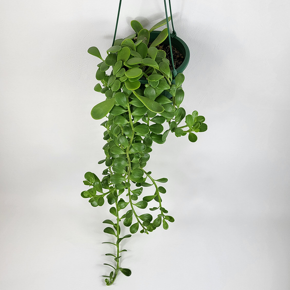 Hanging jade plant discount